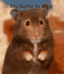 Allie Rat GIF - Allie Rat My Name Is Allie GIFs