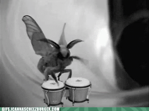 moth-bongos.gif