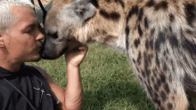 Kissing A Hyena Dean Schneider GIF - Kissing A Hyena Dean Schneider Kiss GIFs