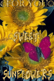 sunflower butterfly