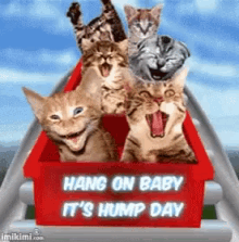 Happy Wednesday Hump Day GIF - Happy Wednesday Hump Day GIFs