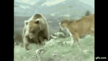 Grizzly Bear GIF - Grizzly Bear Fight GIFs