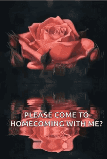 Rose For You GIF - Rose For You Reflection GIFs