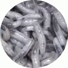 Asticots Vers Gif Asticots Vers Asticot Discover Share Gifs Asticots Vers Gif Asticots Vers Asticot Discover Share Gifs