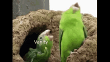 Vanity Vanitycheats GIF - Vanity Vanitycheats GIFs