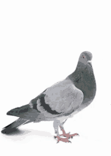 Pigeon Taube GIF - Pigeon Taube Vogel GIFs