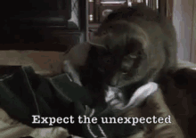 Expect The Unexpected  GIF - Cat Meow Attack GIFs