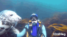 Scuba Diving Snorkeling GIF - Scuba Diving Snorkeling Under The Sea GIFs