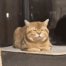 Cat Shocked GIF - Cat Shocked Startled GIFs