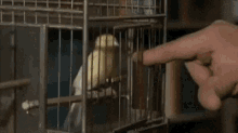 Bird Cage Alfred Hitchcock GIF - Bird Cage Alfred Hitchcock Bite GIFs