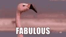 Pink Flamingo GIF - Pink Flamingo Fabulous GIFs
