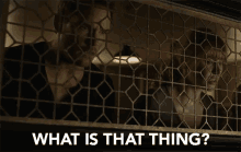 What Is That Thing Confused GIF - What Is That Thing What Is That What GIFs