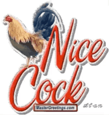 Nice Cock Chicken GIF - Nice Cock Chicken Cock GIFs