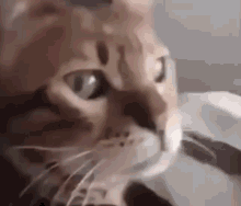 What Cat GIF - What Cat Cat What GIFs