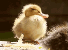 Yawnnn GIF - Duck Duckling Cute GIFs