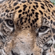 Leopard GIF - Leopard GIFs