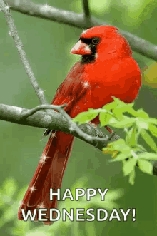 Cardinal Sparkle GIF - Cardinal Sparkle Good Morning GIFs