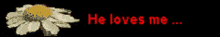 flower love he loves me he loves me not flower love he loves me he loves me not