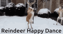 My Mood Enhancer Reindeer GIF - My Mood Enhancer Reindeer Happy Dance GIFs