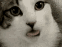 Cat Silly GIF - Cat Silly Perky GIFs