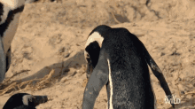 This Ones For You World Penguin Day GIF - This Ones For You World Penguin Day South Africa GIFs