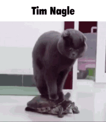 Cat Tim Nagle GIF - Cat Tim Nagle Turtle GIFs