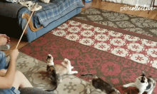 playing jump reaching cat toy cats