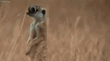 Meerkat Googly Eyes GIF - Meerkat Googly Eyes What GIFs