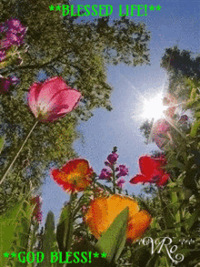 sun doves