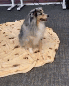 Rolling Pup GIF - Rolling Roll Pup GIFs