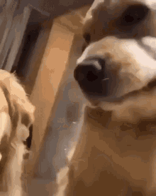 Dogs Shut Up GIF - Dogs Shut Up Yelling GIFs