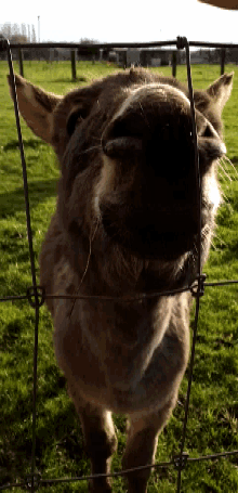 Mule Donkey GIF - Mule Donkey Sniff GIFs