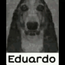Eduardo Eduardo Dog GIF - Eduardo Eduardo Dog Eduardo Horror GIFs