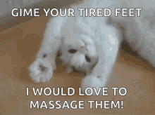 Kitty Cat GIF - Kitty Cat Gimme Your Tired Feet GIFs