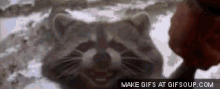 Raccoon GIF - Raccoon GIFs