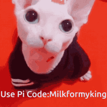 Bingus Pi GIF - Bingus Pi Cat GIFs