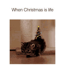 When Christmas Is Life Kittens GIF - When Christmas Is Life Kittens Christmas Trees GIFs