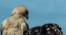 bird vulture eagle