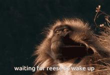 Reese Monkey GIF - Reese Monkey Monke GIFs