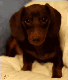 When I Hear, "Go Wait In Bed, I'M Just Gonna Slip Into Something Sexy First" GIF - Cute Dog Puppy GIFs