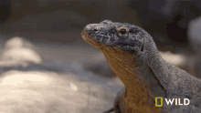Tongue Out National Geographic GIF - Tongue Out National Geographic Secrets Of The Zoo Down Under GIFs