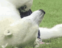 Polar Polar Bear GIF - Polar Polar Bear Tickle GIFs