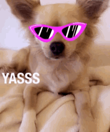Yasss Dog GIF - Yasss Dog Sunglasses GIFs