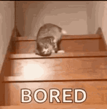 Cat Bored GIF - Cat Bored Stairs GIFs