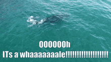 Whale Ooh GIF - Whale Ooh Cool GIFs