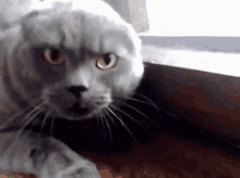 Angry Mad GIF - Angry Mad Cat GIFs