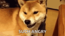 Dog Angry GIF - Dog Angry Mad GIFs