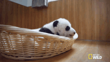 Sleepy Sleepy Sleepy Pandas GIF - Sleepy Sleepy Sleepy Pandas Tired GIFs