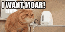 Cat Moar GIF - Cat Moar More GIFs