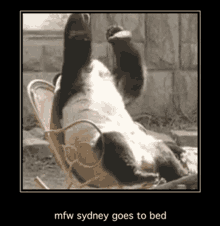 Sydney Sydneybed GIF - Sydney Sydneybed Mfwsydney GIFs